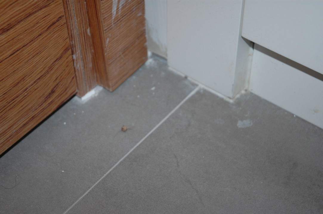 Frisch geputztes Zimmer. Fremdhaare überall Asteria Venus Didim