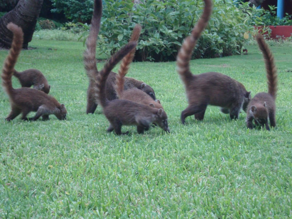 Hotel Catalonia Playa Maroma Catalonia Playa Maroma