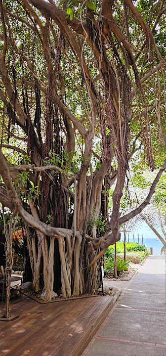 Gartenanlage Side Star Elegance