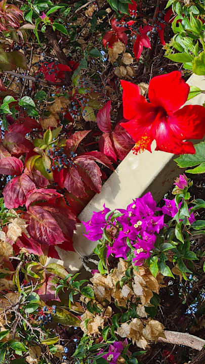 Außenansicht Saturn Palace Resort Hotel