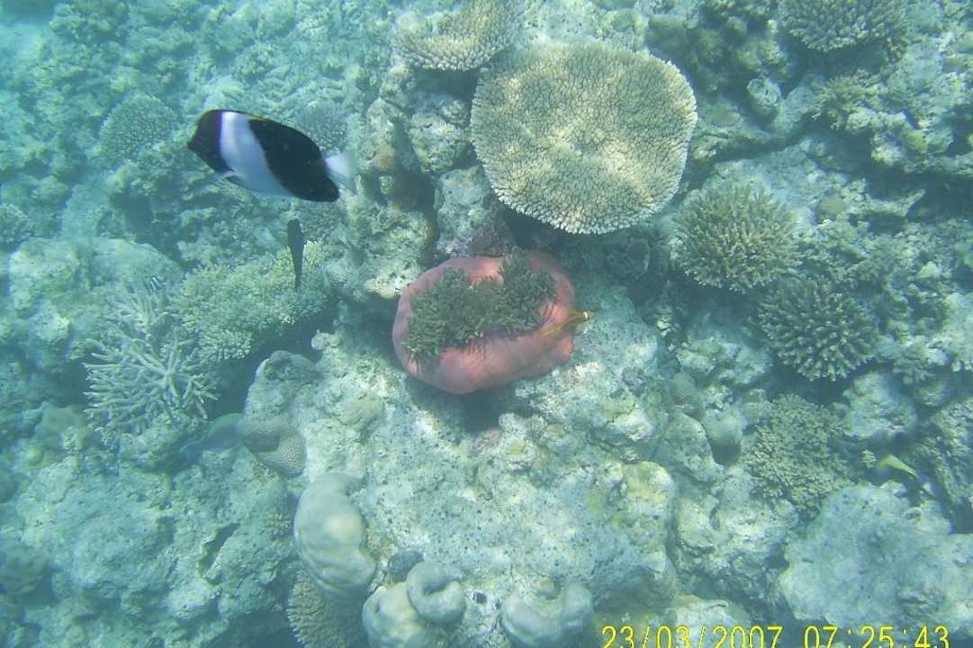 Unterwasser Eri Maldives