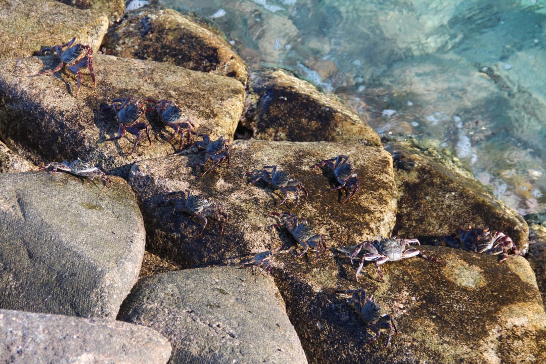 Krabben an der Mauer Adaaran Select Meedhupparu Island Resort - Premium All Inclusive