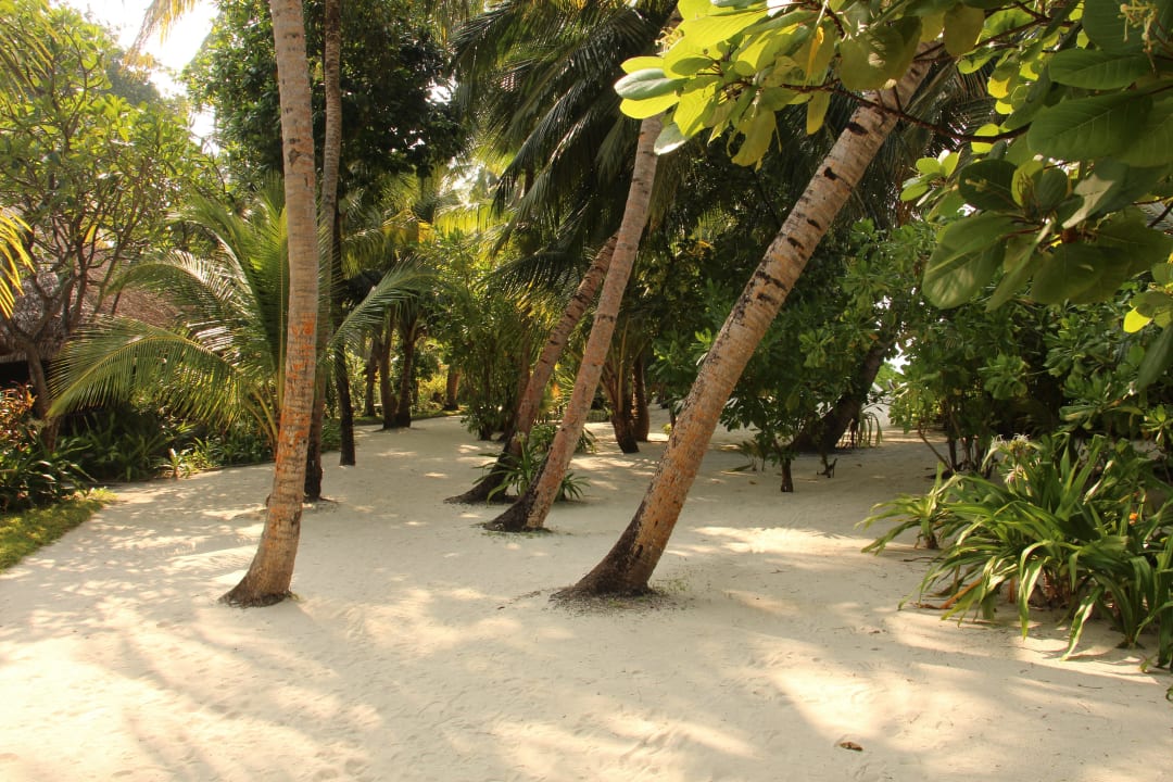 Palmengesäumte Wege Kuramathi Maldives