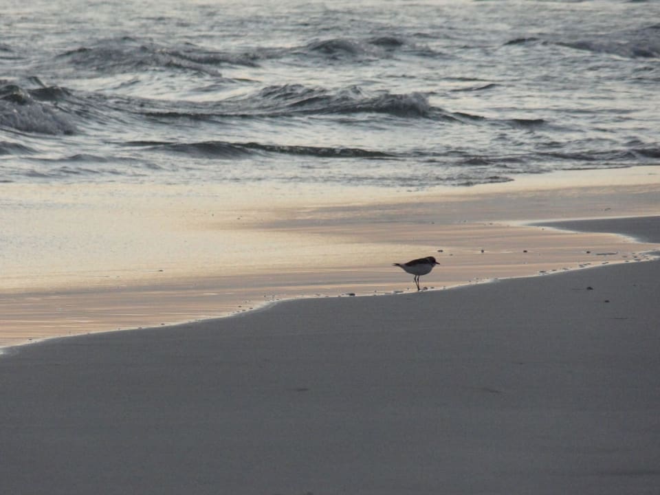 Strand-Impressionen Crowne Plaza Salalah