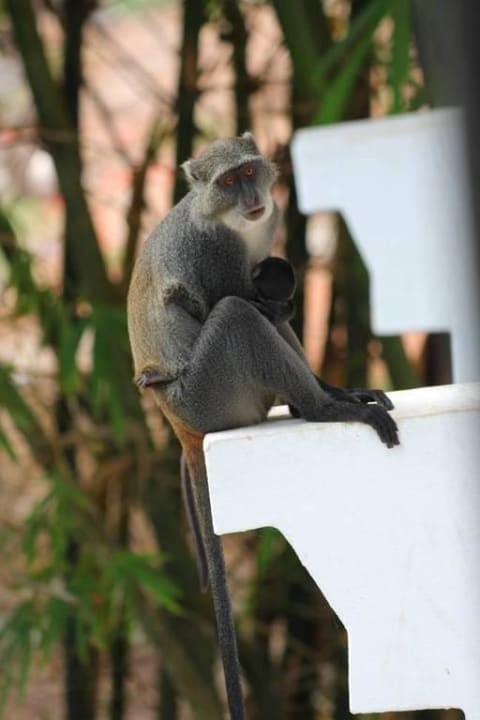 Diademmeerkatze mit Jungtier Hotel Papillon Lagoon Reef
