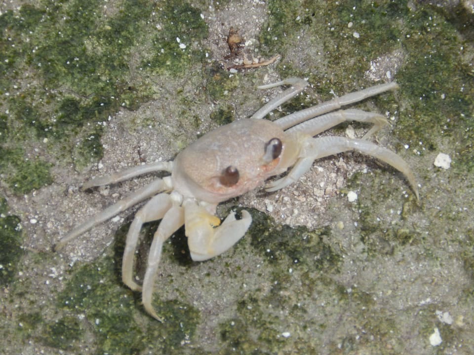 Strandkrabben Meeru Maldives Resort Island