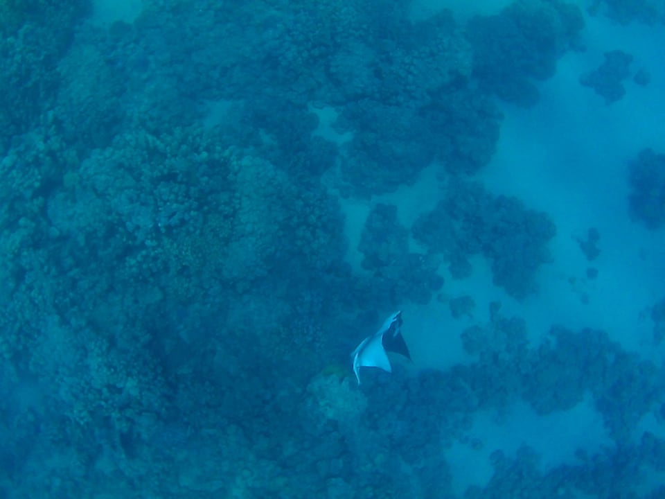 Manta  Makadi Spa - Adults only