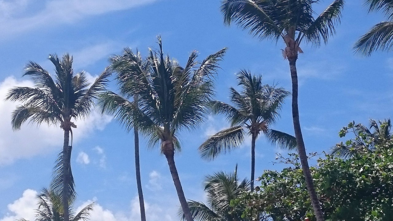 Palmen Bahia Principe Grand El Portillo