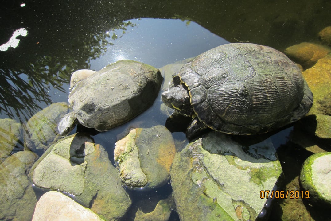 Sonstiges Hotel Geranion Village