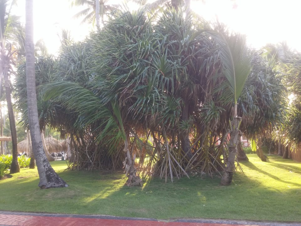 Gartenanlage Hotel Grand Palladium Palace Resort, Spa & Casino