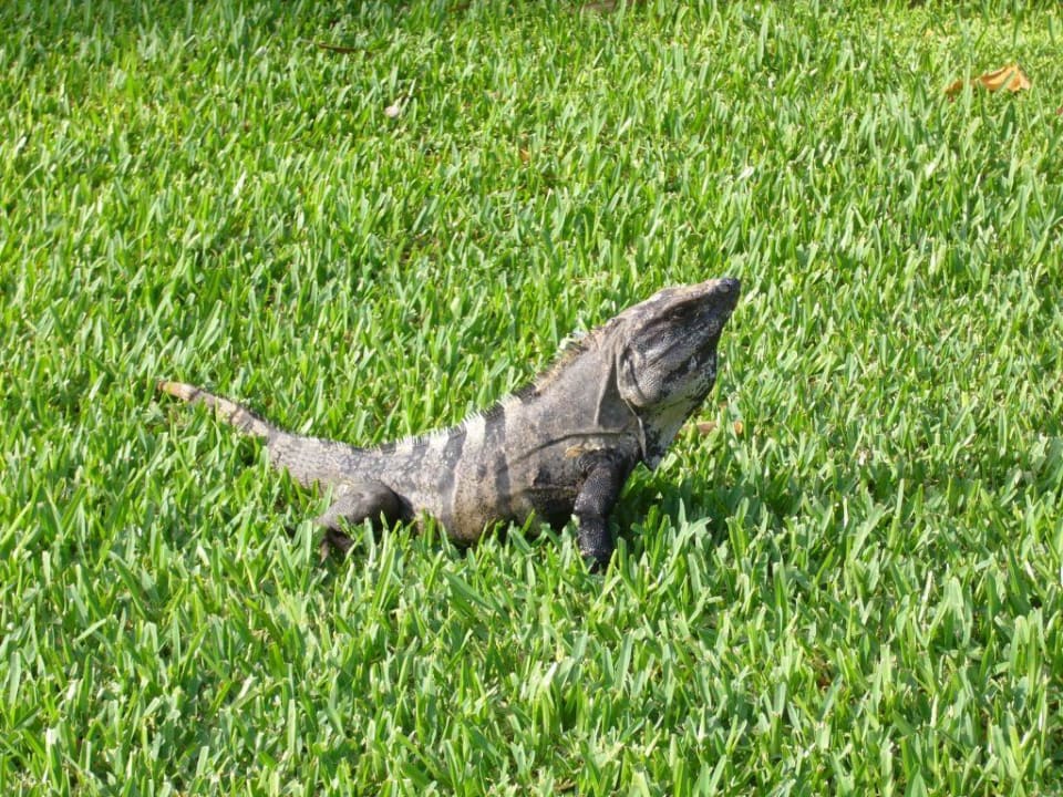 Leguan Bahia Principe Grand Tulum