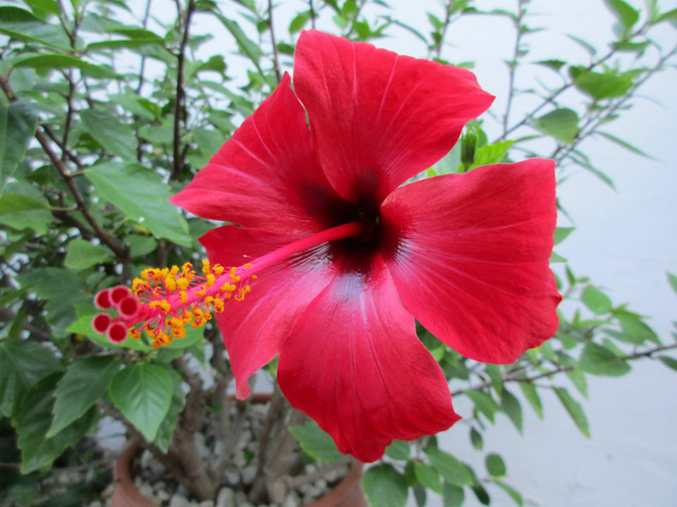 Schöne Anlage Montana Pine Resort