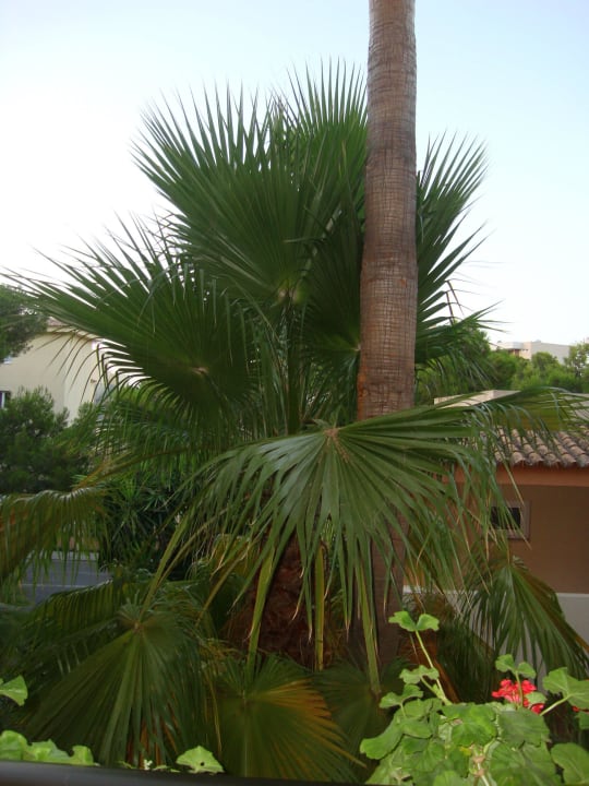 Ausblick vom ap.nr.622 Valentin Somni Hotel & Suites