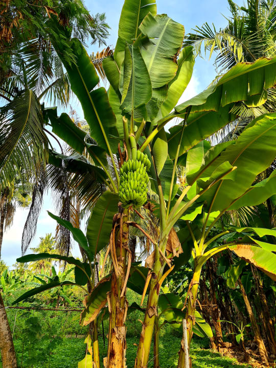 Gartenanlage Adaaran Select Hudhuran Fushi - Premium All Inclusive