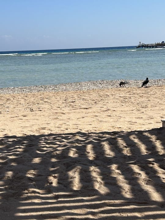 Strand Tropitel Sahl Hasheesh