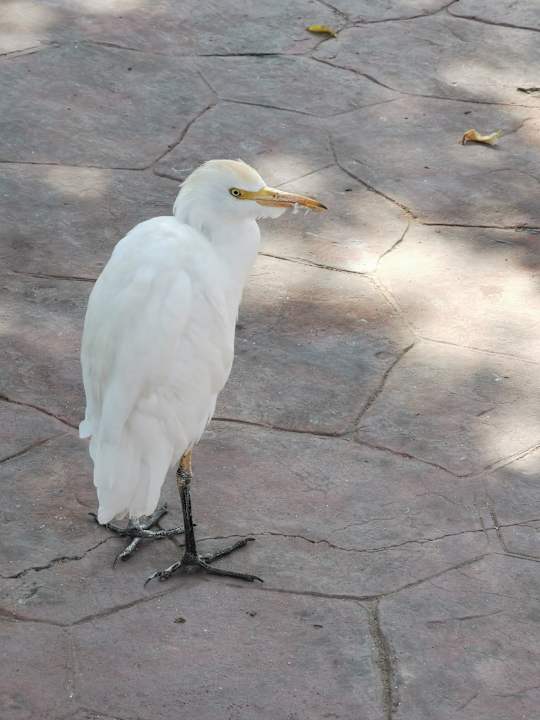 Sonstiges Desert Rose
