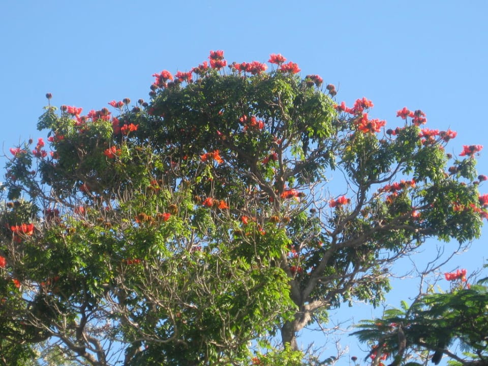 Toll oder? Hotel Kondari Resort