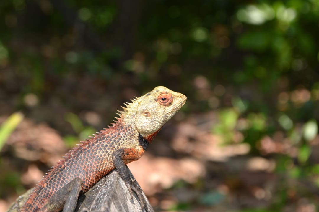 Lizard NH Collection Maldives Reethi Resort