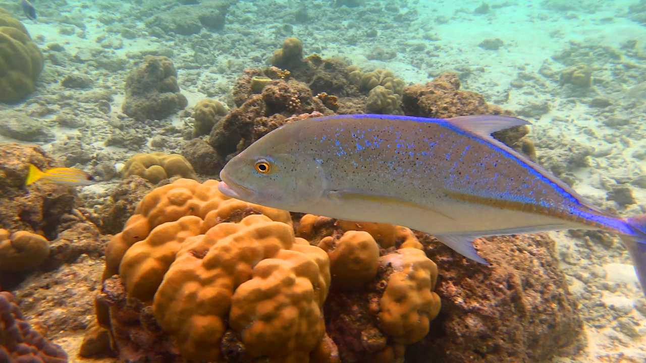 Sport & Freizeit Summer Island Maldives