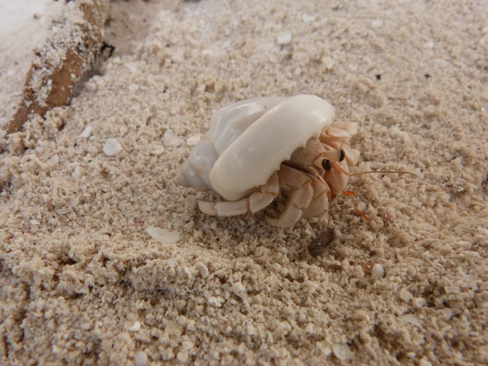 Einsiedlerkrebs Angaga Island Resort