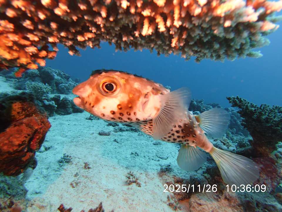 Sport & Freizeit Amarina Abu Soma Resort & Aquapark