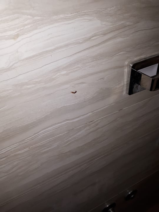 Zimmer Asteria Venus Didim