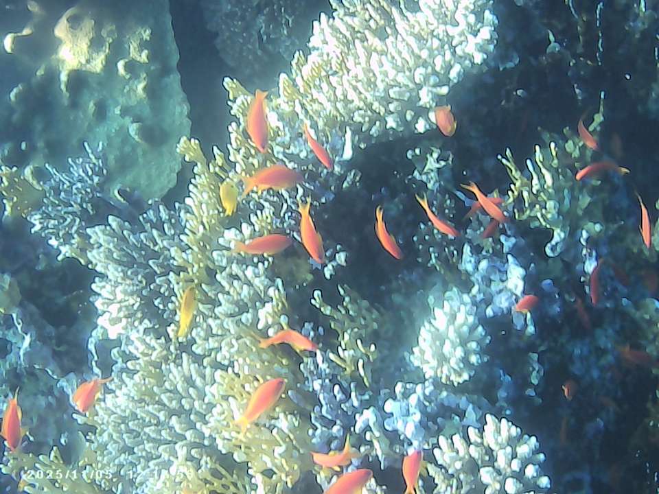 Sonstiges Albatros Makadi Resort