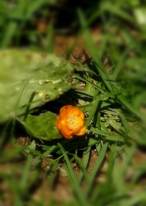 Gartenanlage Lagoon Attitude - Adults only