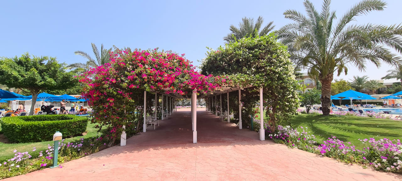 Gartenanlage Desert Rose