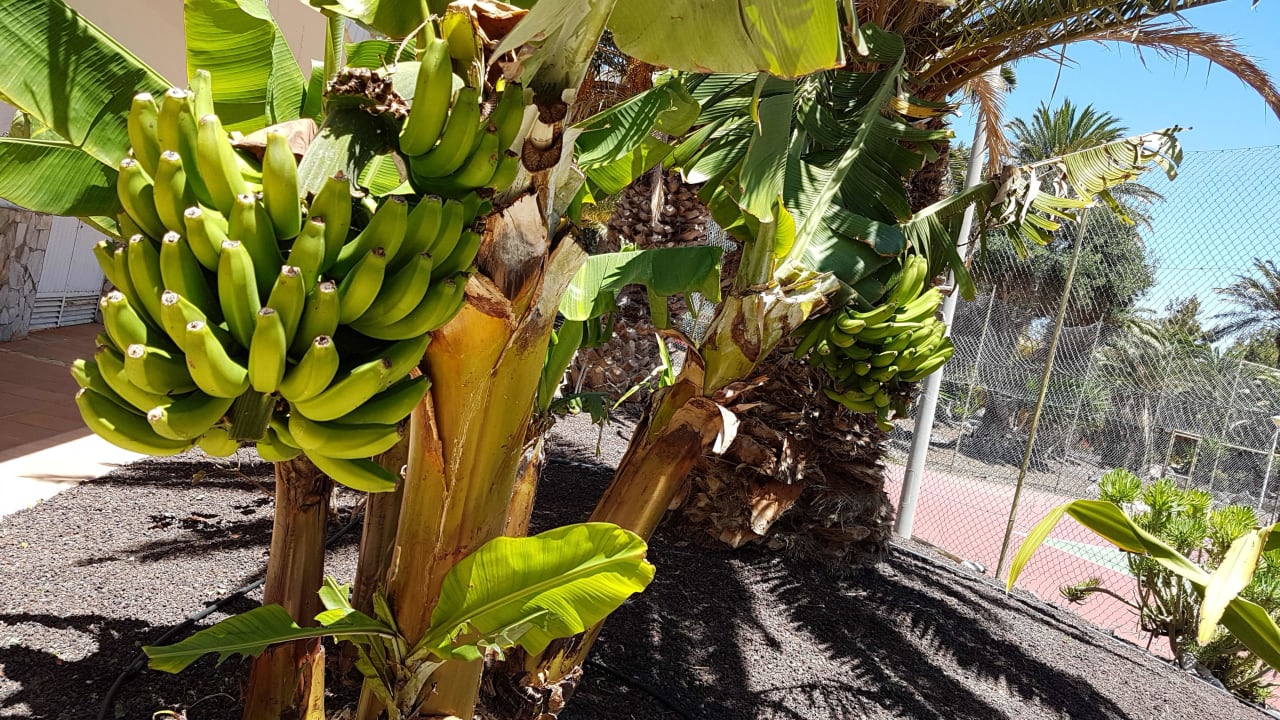 Gartenanlage SBH Club Paraiso Playa