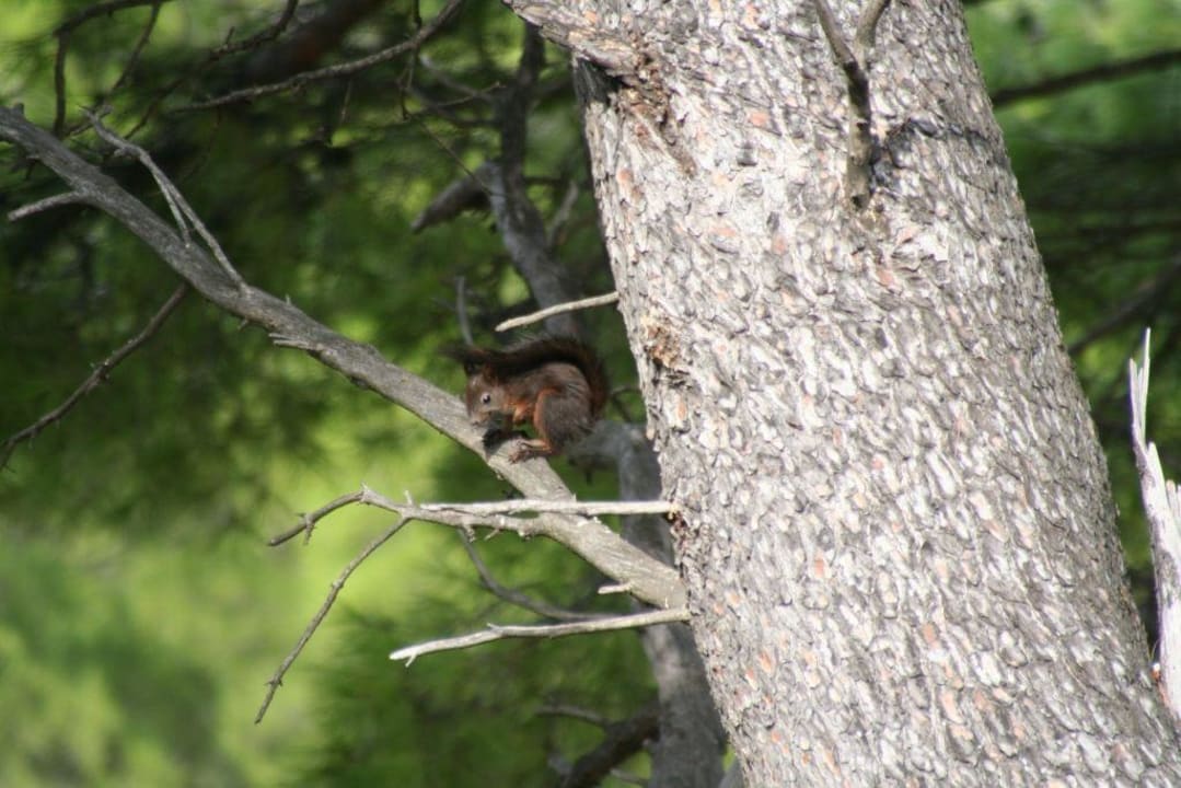Unser Haustier Bluesun Hotel Soline
