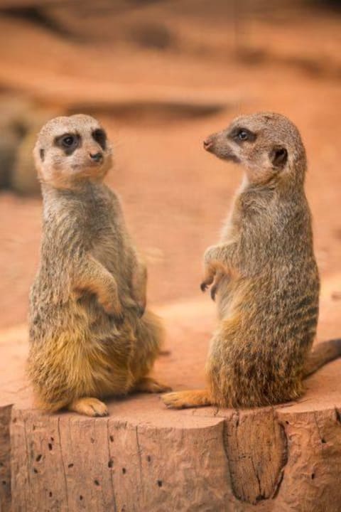 Erdmännchen Zum Possen - Freizeit- und Erholungspark