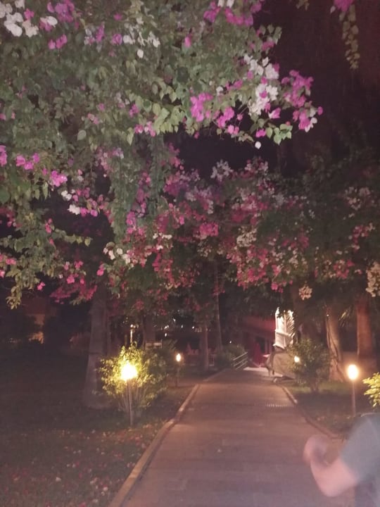 Gartenanlage Justiniano Club Alanya