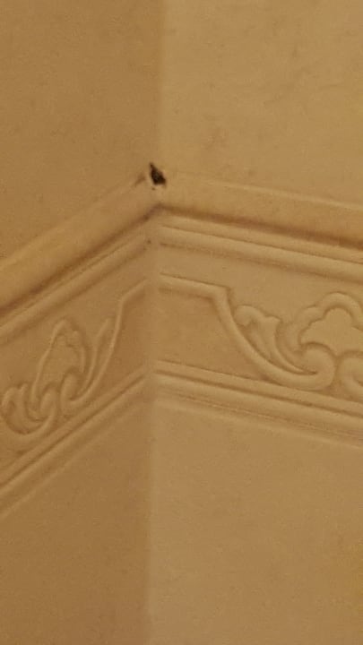 Zimmer Hotel Goldner Loewe