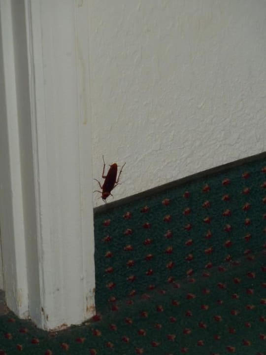 Dans la chambre Motel Vacation Lodge Maingate