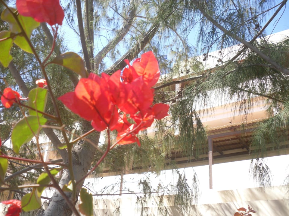 Garten Occidental Jandía Mar