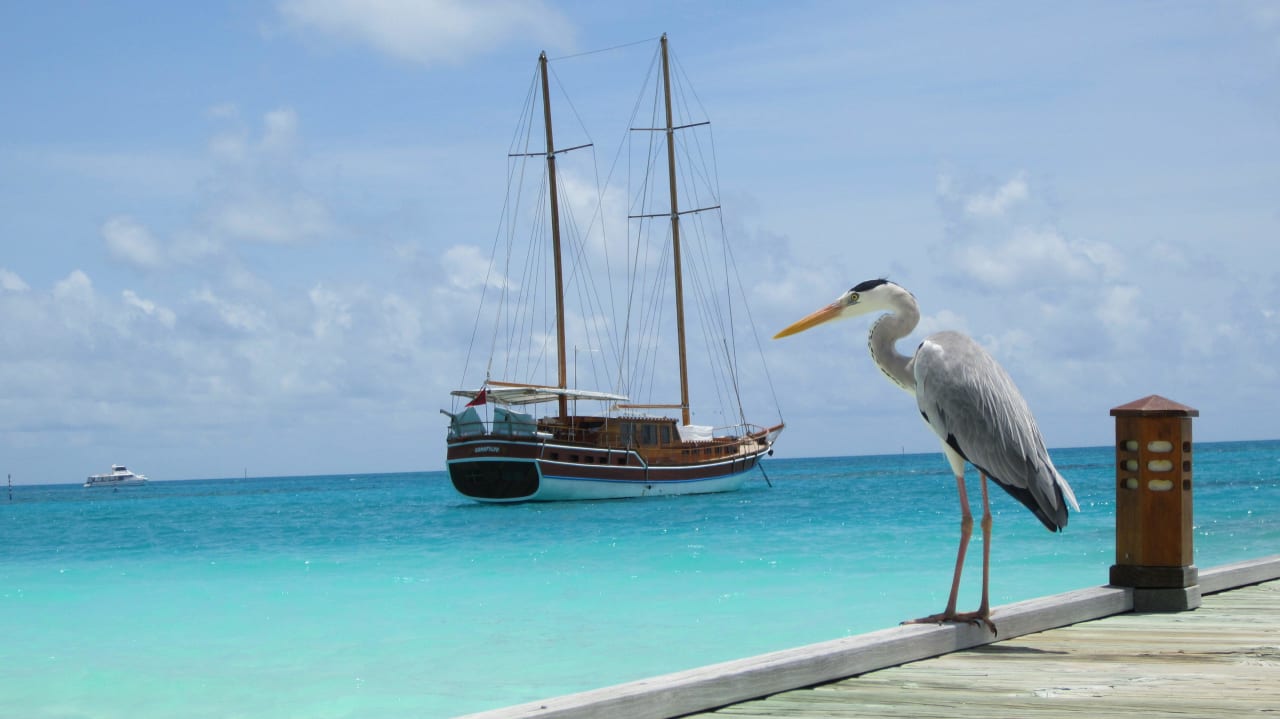 Aufs "Love Boat" Meeru Maldives Resort Island