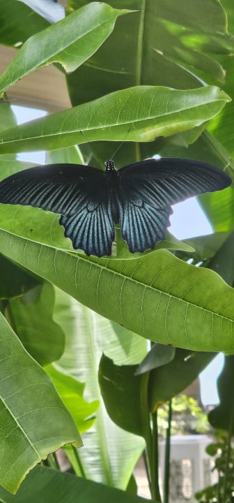 Sonstiges Moracea by Khao Lak Resort