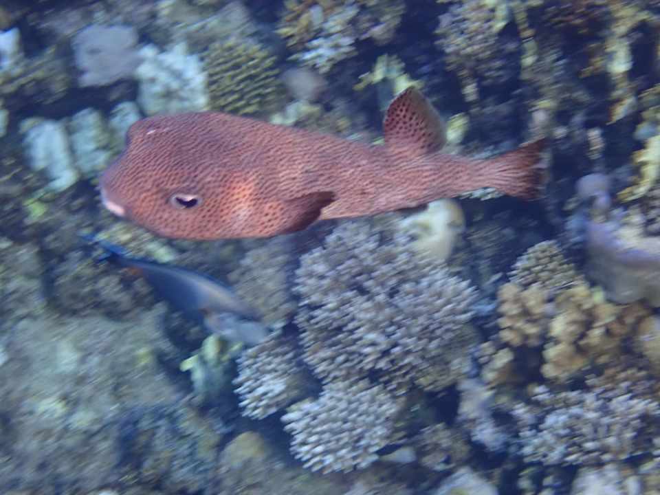 Sonstiges Three Corners Happy Life Beach Resort