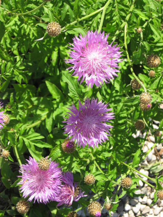 Erste Frühlingsboten Ferienwohnungen Wiesenlehen