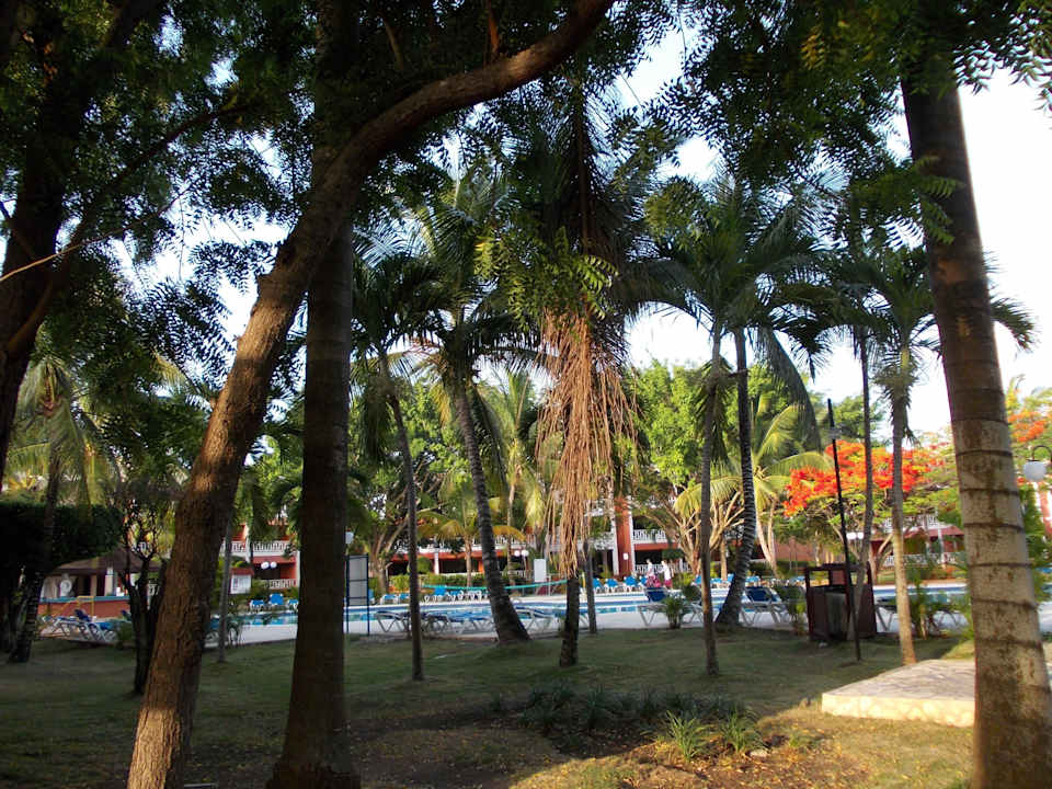 Der Pool mit Palmen BelleVue Dominican Bay