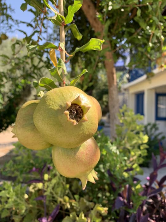Garten Alba Queen Hotel