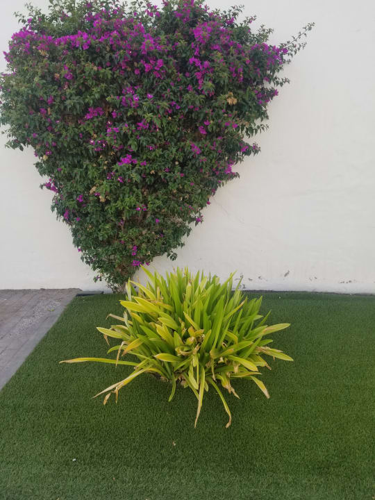 Gartenanlage Bahiazul Villas & Club