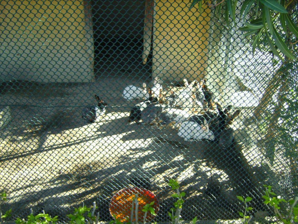 Minizoo Alba Resort Hotel
