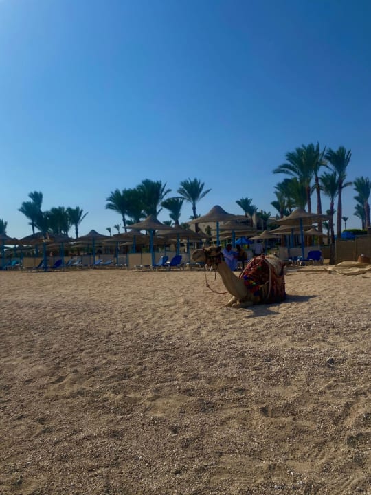 Strand Pickalbatros Palace Hotel-Port Ghalib