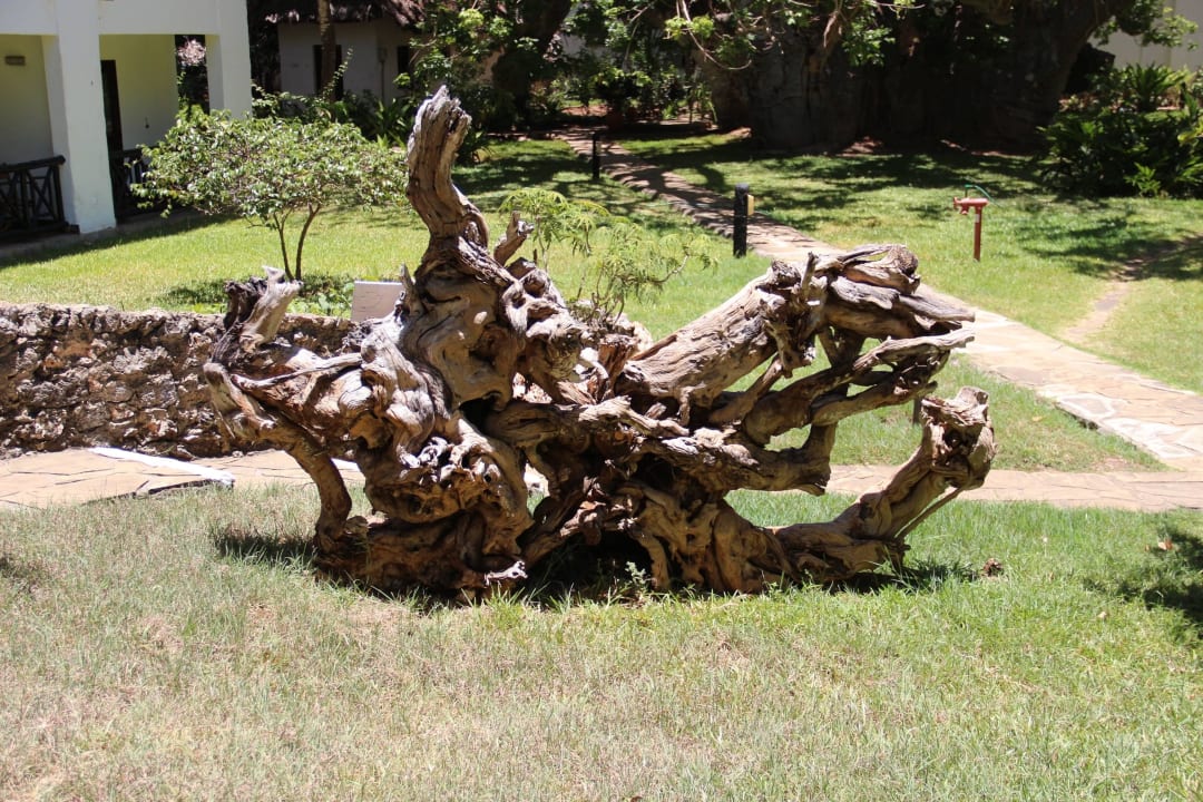 Wurzel Hotel Papillon Lagoon Reef