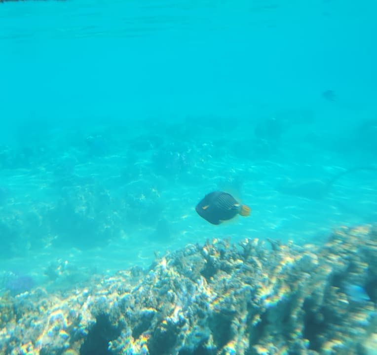 Strand Steigenberger Coraya Beach - Adults only