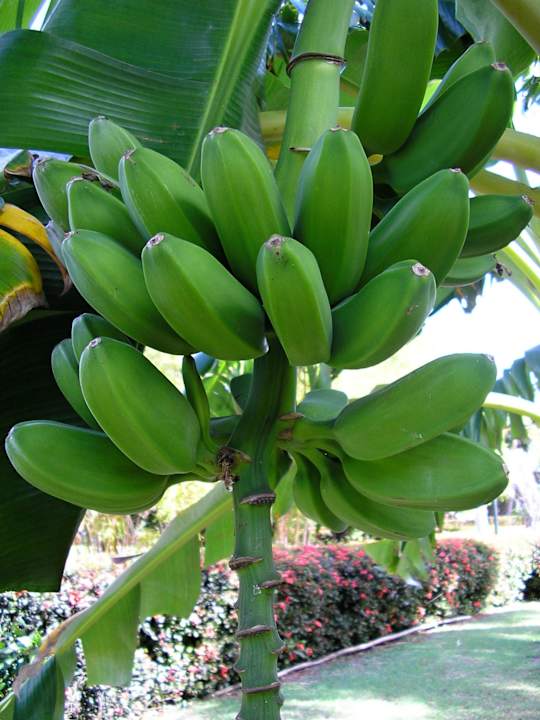 Banány Hotel Brisas del Caribe