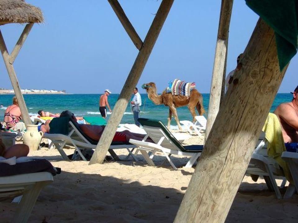 Kamel am Strand The Orangers Beach Resort and Bungalows