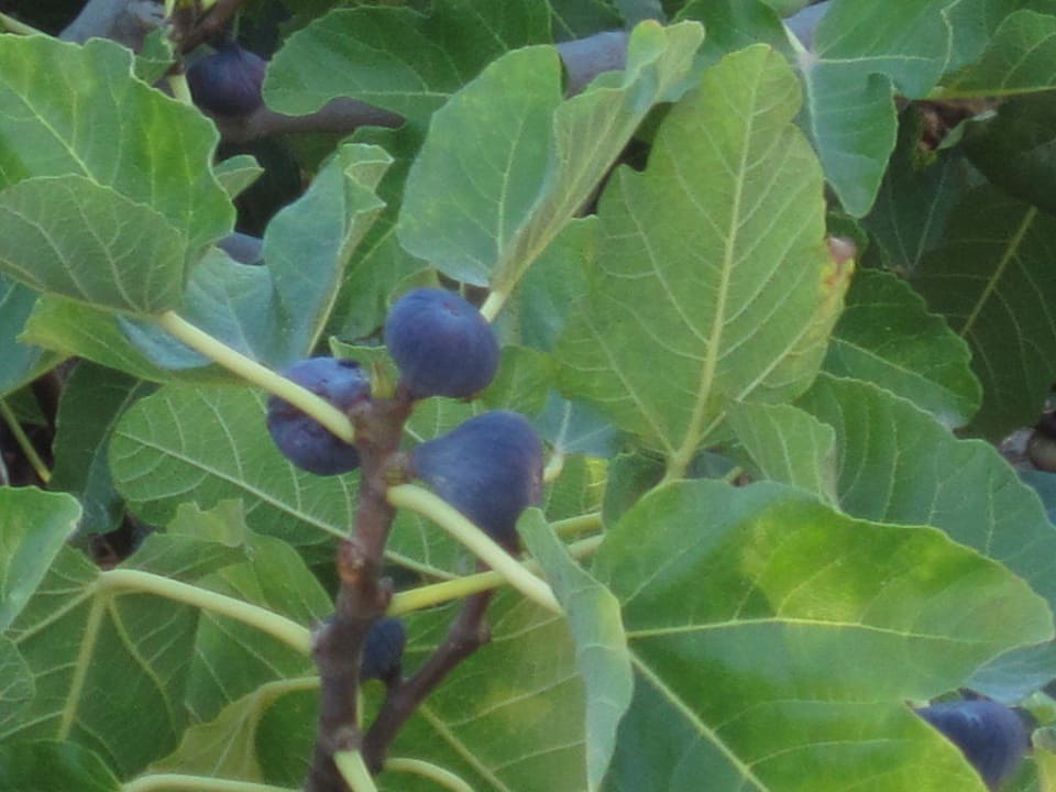 Reife Feigen Hotel Maristel